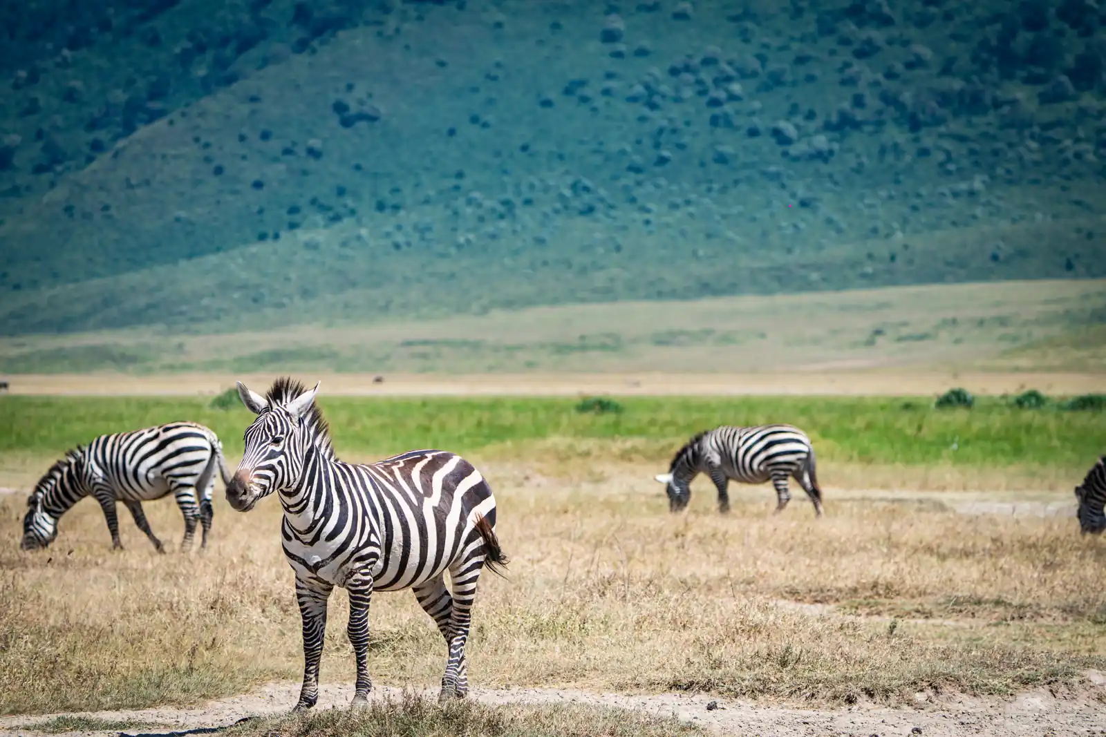Unlock the Rhythm of Untamed Africa