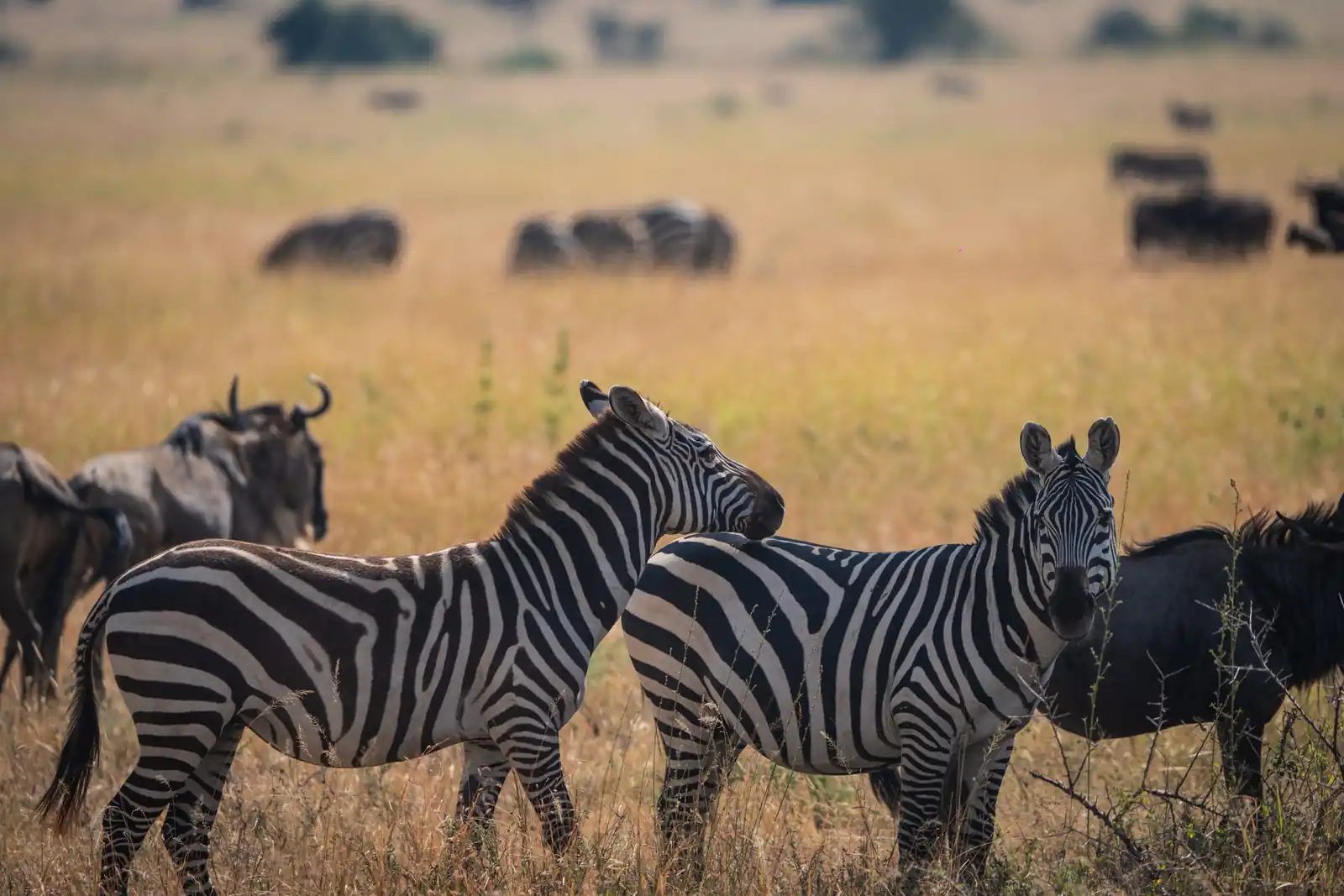 3 DAYS TARANGIRE AND NGORONGORO SAFARI