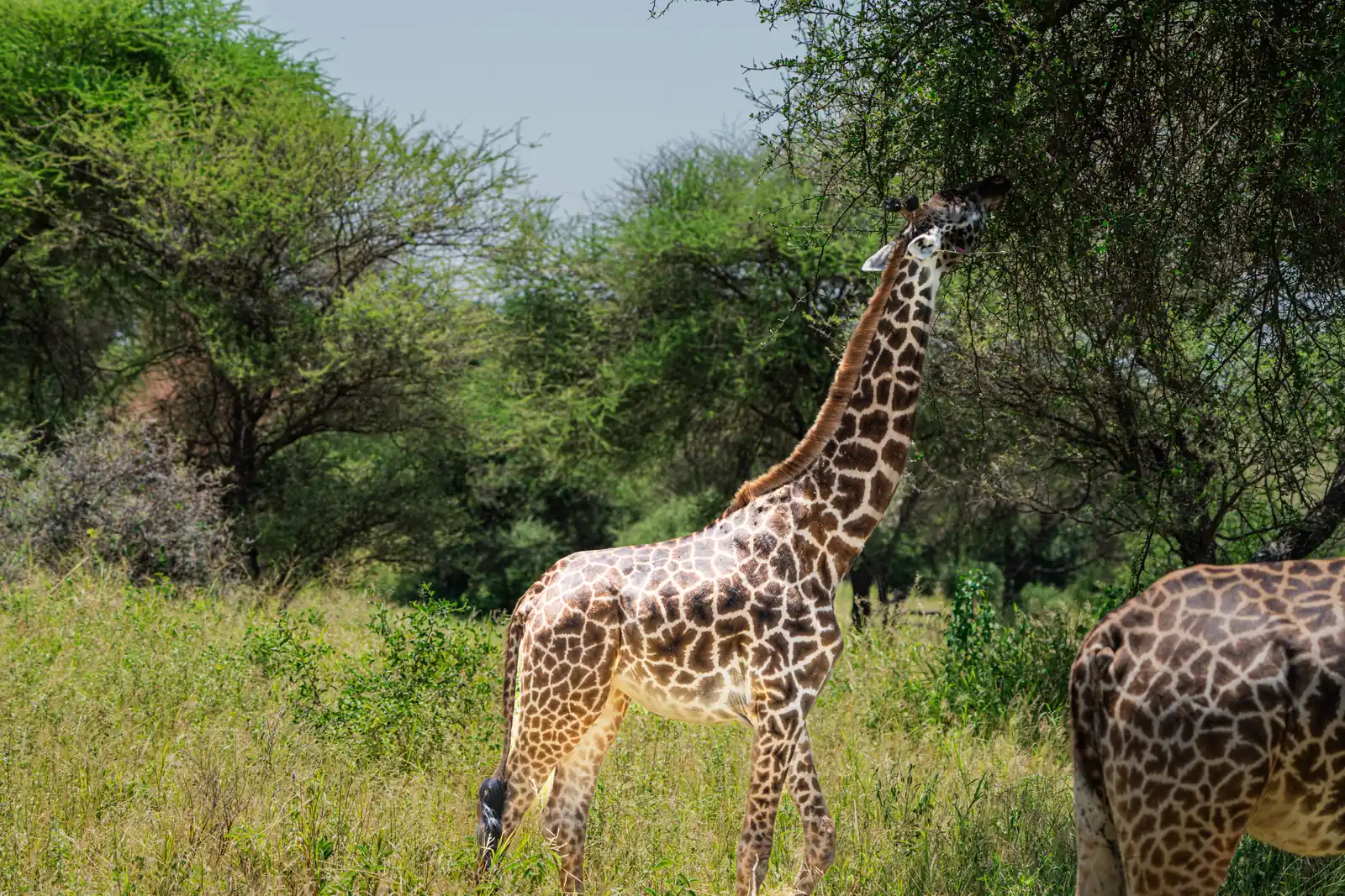 7 DAYS ULTIMATE TANZANIAN WILDERNESS EXPEDITION